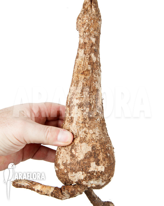 Adenia viridiflora ‚L‘