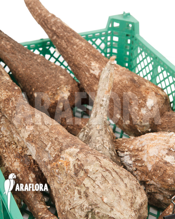 Adenia viridiflora ‚L‘