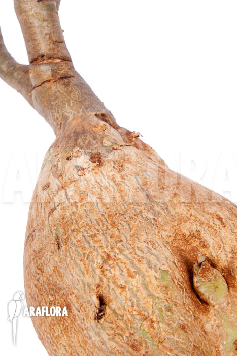 Adenium obesum “2”