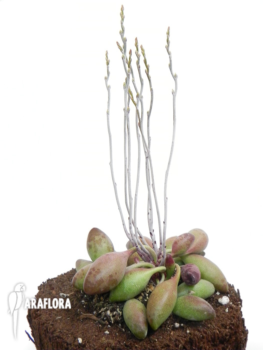 Adromischus cristatus  ‚Choilandi‘