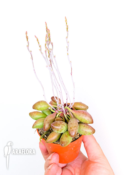 Adromischus cristatus  ‚Choilandi‘