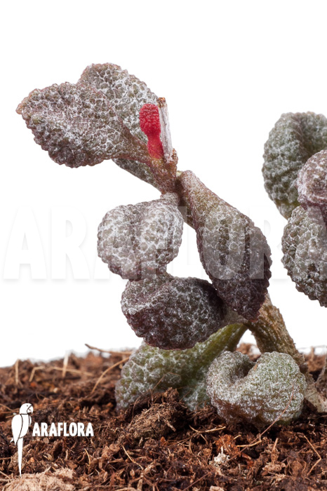 Adromischus marianiae ‚Coffee-Bean‘