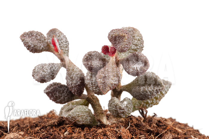 Adromischus marianiae ‚Coffee-Bean‘