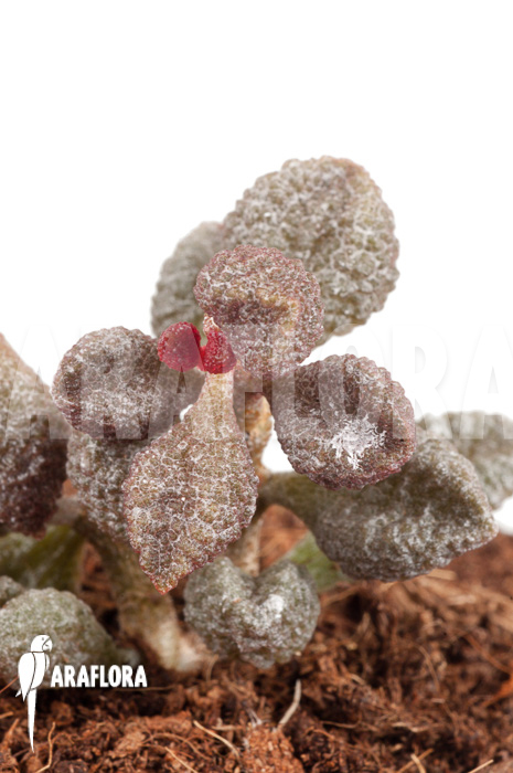 Adromischus marianiae ‚Coffee-Bean‘