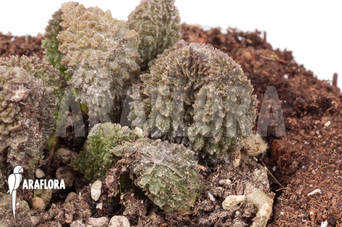 Adromischus marianiae herrei Rubra