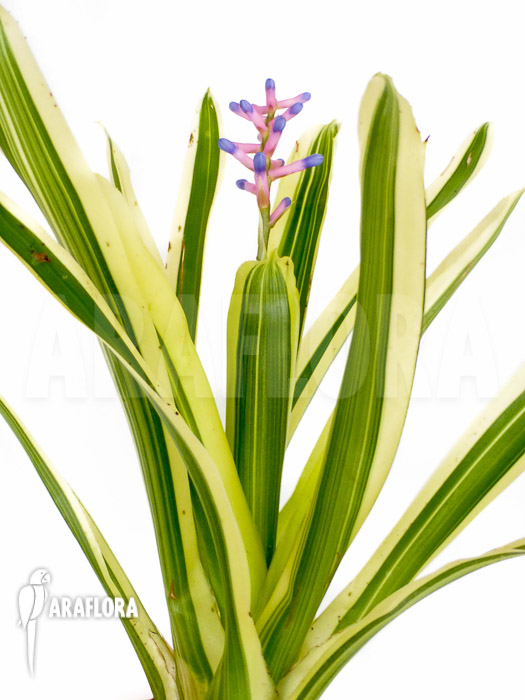 Aechmea gamosepala ‚Variegated‘ ‚Starter‘