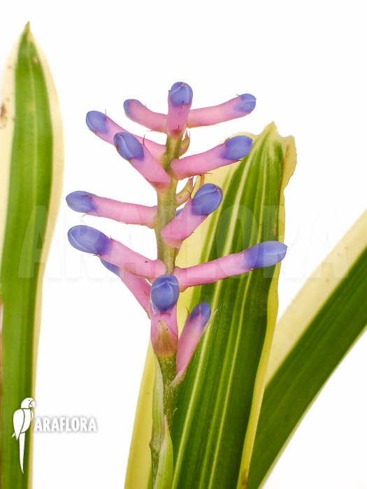 Aechmea gamosepala ‚Variegated‘ ‚Starter‘