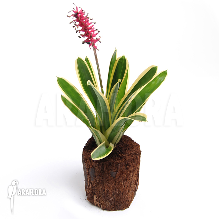 Aechmea gamosepala ‚Variagated‘