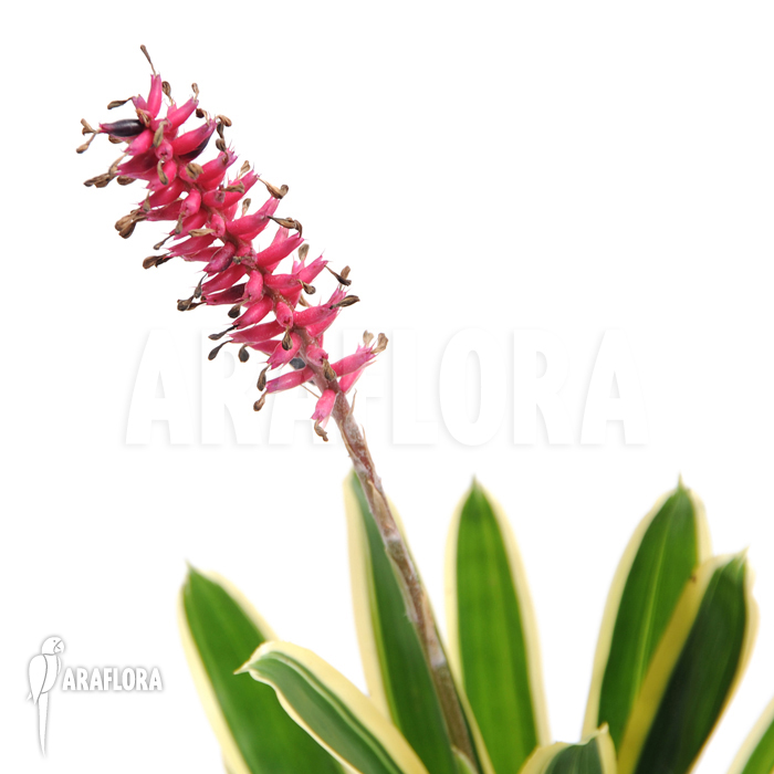Aechmea gamosepala ‚Variagated‘