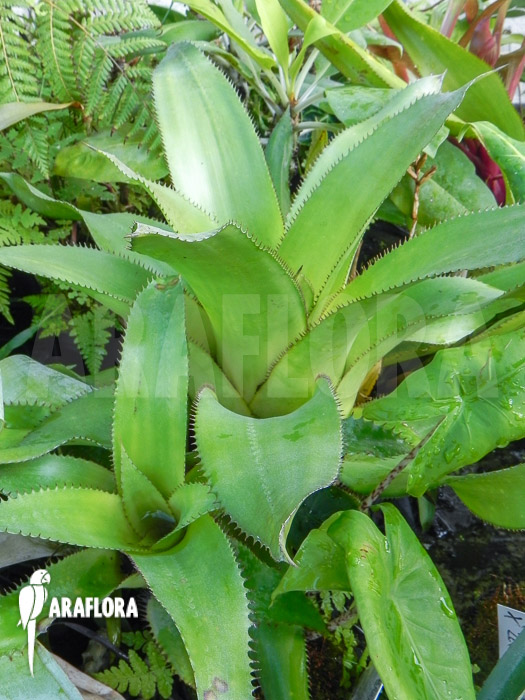 Aechmea orlandiana ‚green‘