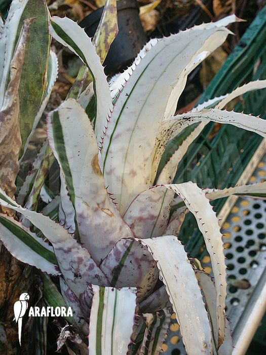 Aechmea orlandiana ‚White‘
