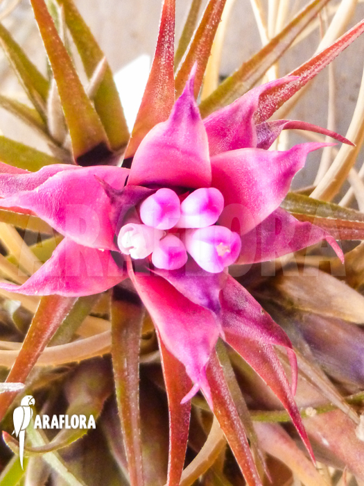 Aechmea recurvata