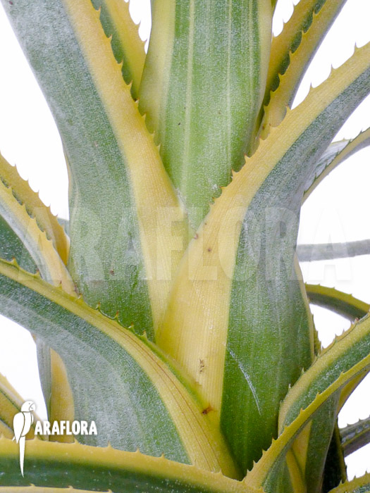 Aechmea recurvata ‚Aztec‘
