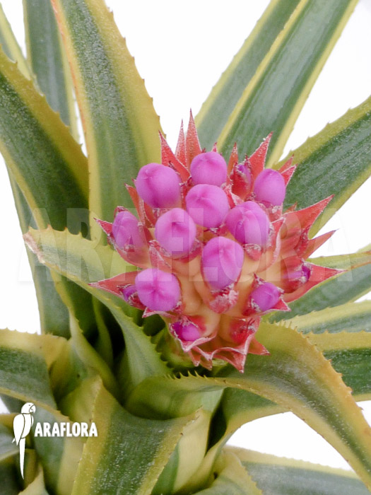 Aechmea recurvata ‚Aztec‘