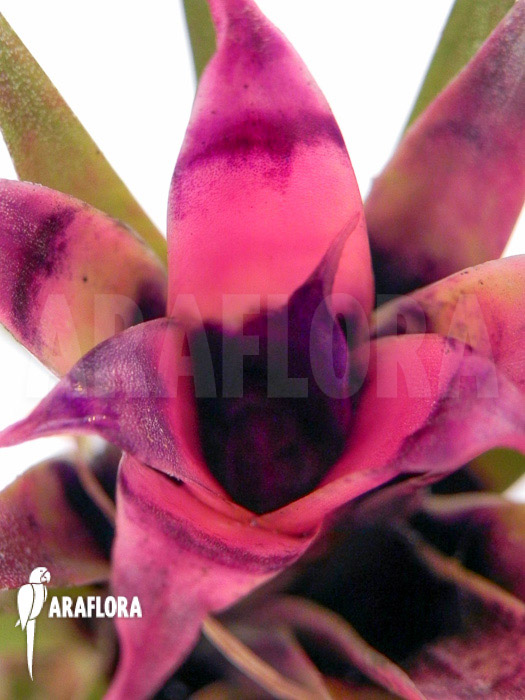 Aechmea recurvata ‚Mini‘