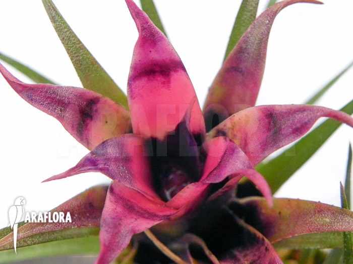 Aechmea recurvata ‚Mini‘