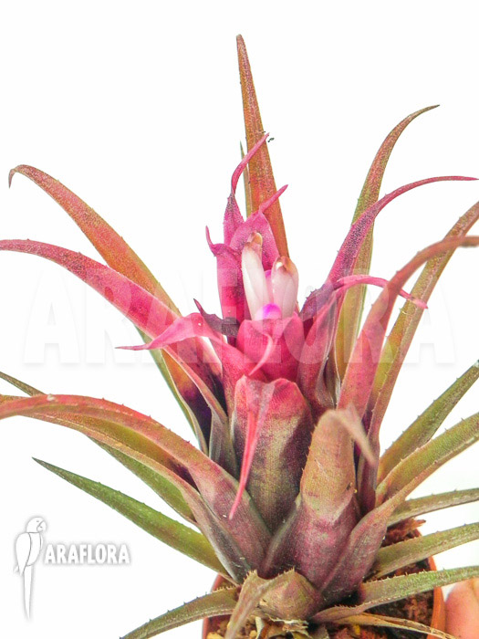 Aechmea recurvata ‚Mini‘