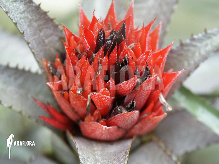 Aechmea recurvata var. ortgiesii