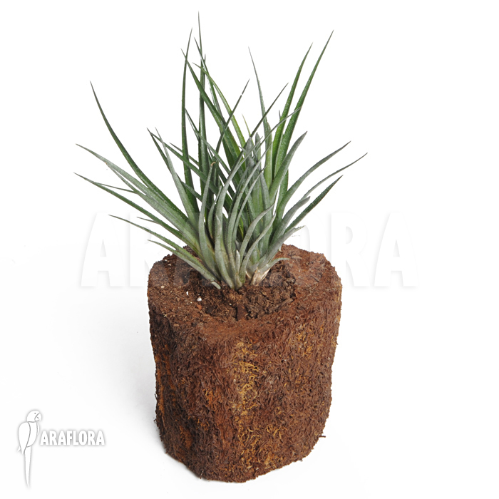 Aechmea recurvata var. ortgiesii