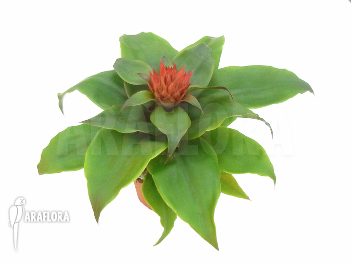 Aechmea tayoensis flower