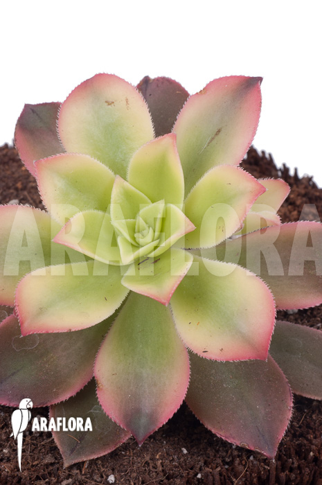 Aeonium tricolor ‚Kiwi‘