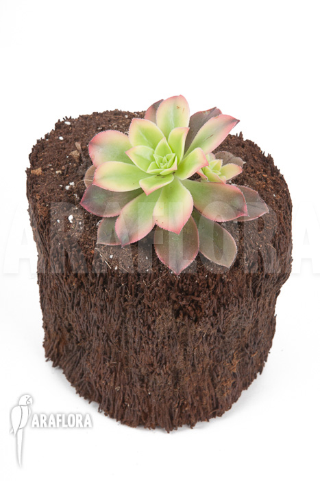 Aeonium tricolor ‚Kiwi‘