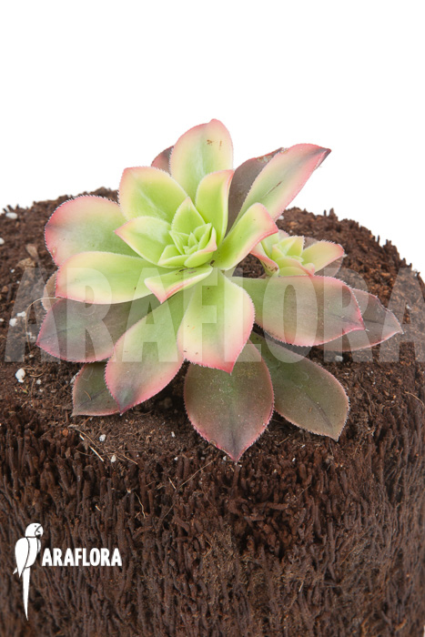 Aeonium tricolor ‚Kiwi‘