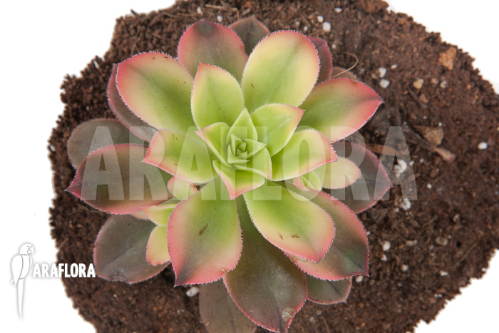 Aeonium tricolor ‚Kiwi‘