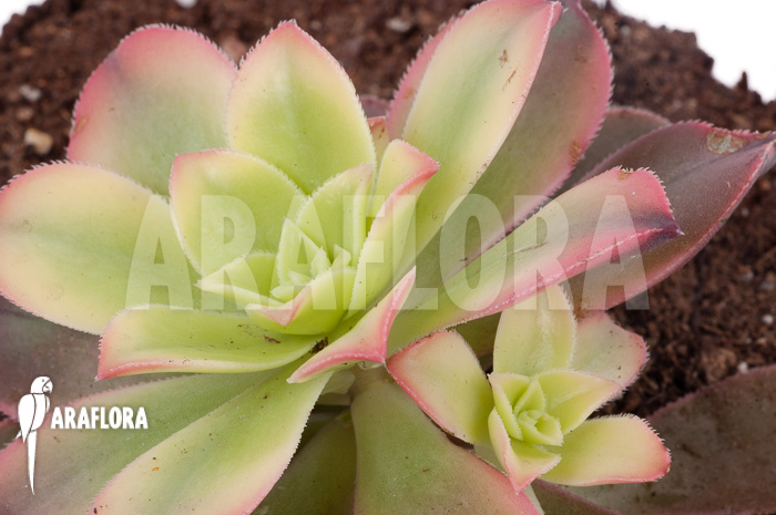 Aeonium tricolor ‚Kiwi‘