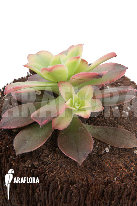 Aeonium tricolor ‚Kiwi‘
