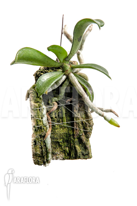 Aerangis brachycarpa