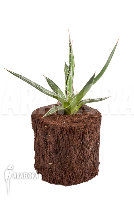 Agave filifera ‚S‘