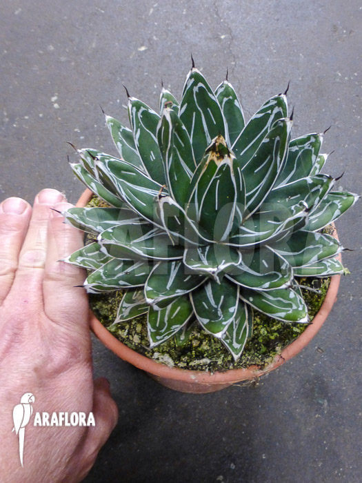 Agave victoriae reginae ‚S‘