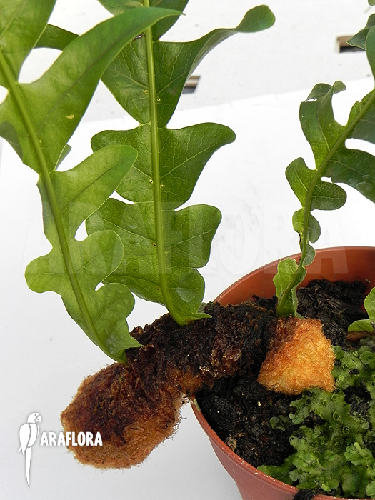 Aglaomorpha brooksii ‚L‘