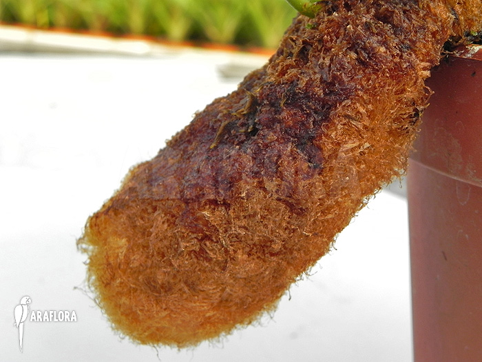 Aglaomorpha brooksii ‚L‘