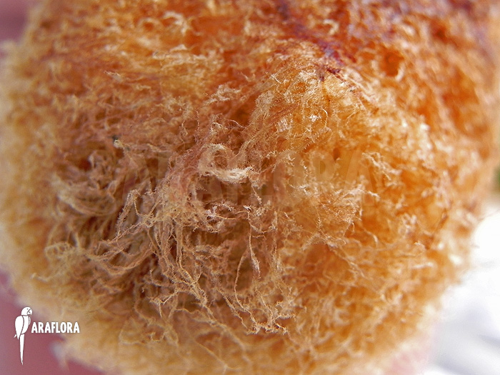 Aglaomorpha brooksii ‚L‘