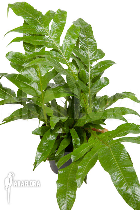 Aglaomorpha coronans ‚L‘