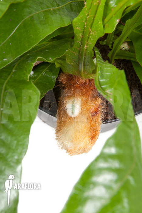 Aglaomorpha coronans ‚L‘