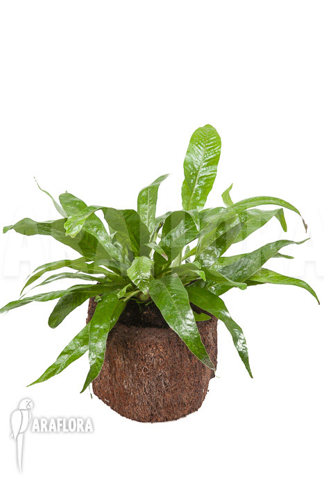 Aglaomorpha coronans ‚M‘