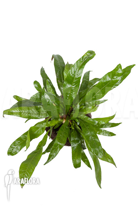 Aglaomorpha coronans ‚M‘