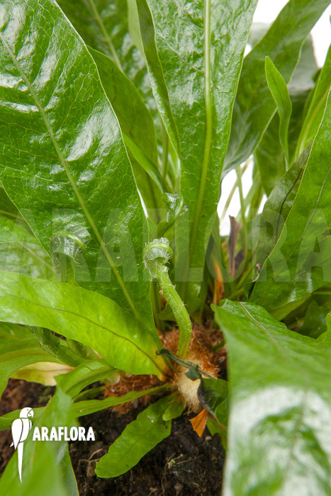 Aglaomorpha coronans ‚M‘