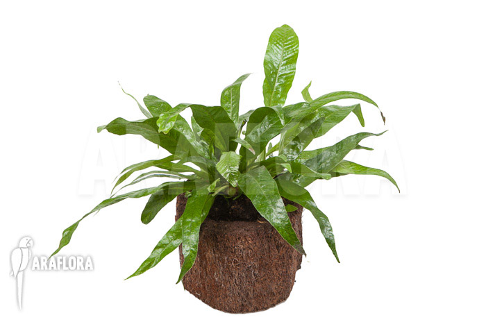 Aglaomorpha coronans ‚M‘