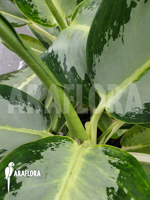 Aglaonema ‚Green Bowl‘