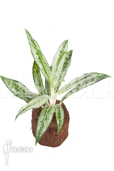 Aglaonema ‚Legerprint‘