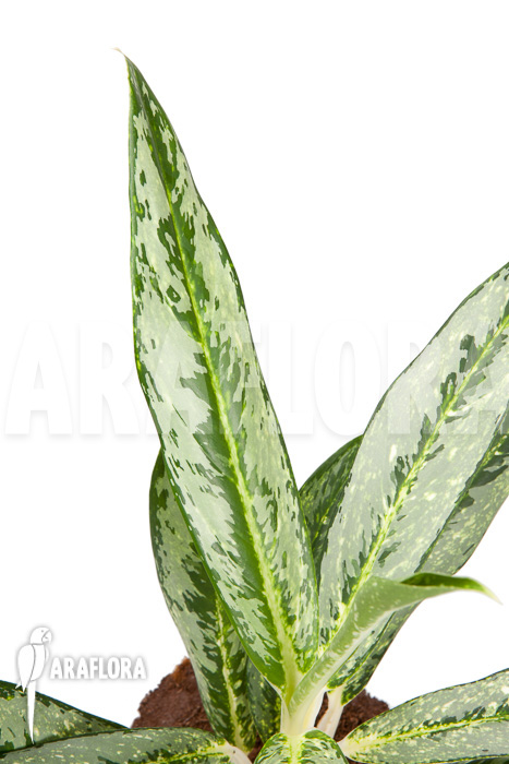 Aglaonema ‚Legerprint‘