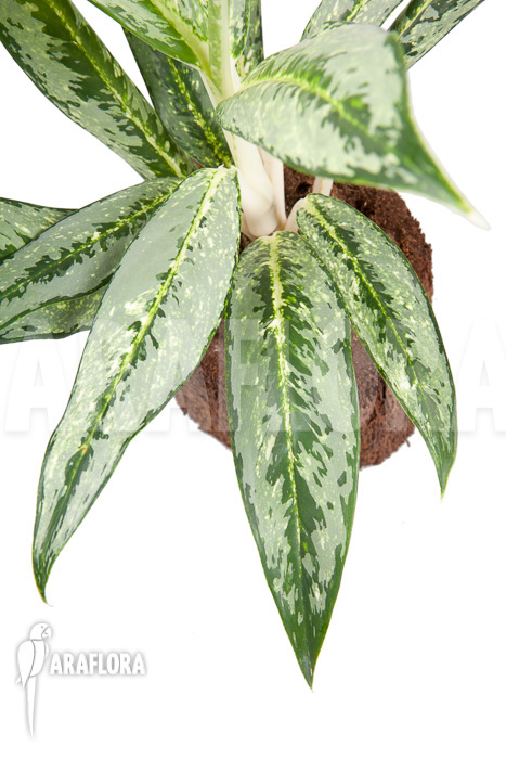 Aglaonema ‚Legerprint‘
