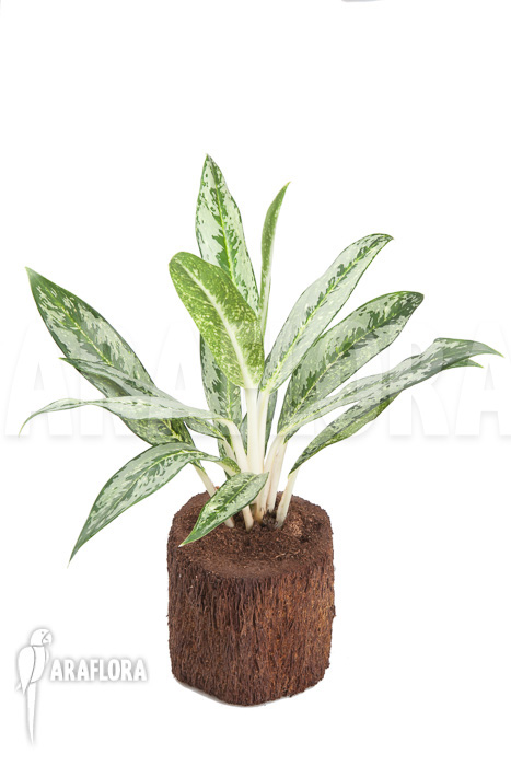 Aglaonema ‚Legerprint‘