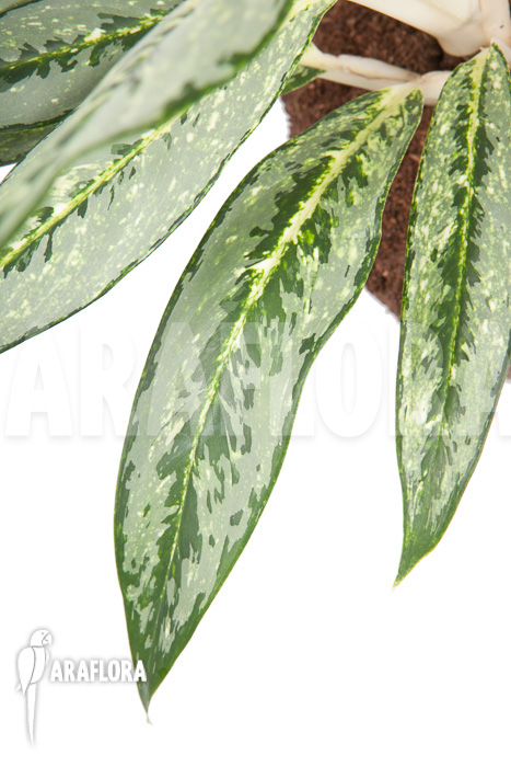 Aglaonema ‚Legerprint‘