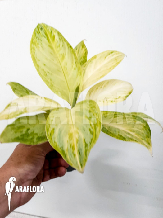 Aglaonema ‚Lime‘