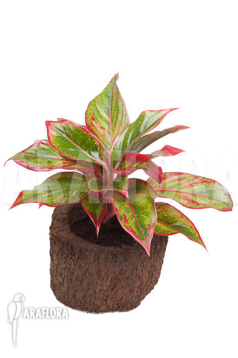 Aglaonema ‚Siam Aurora‘